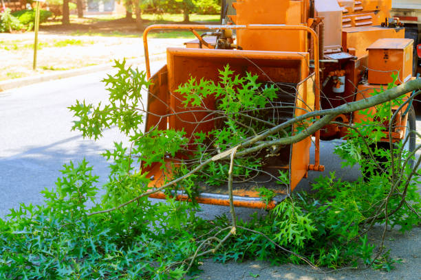 Best Tree Clearing Services  in Skidway Lake, MI